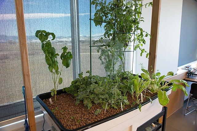 Media Based Aquaponics