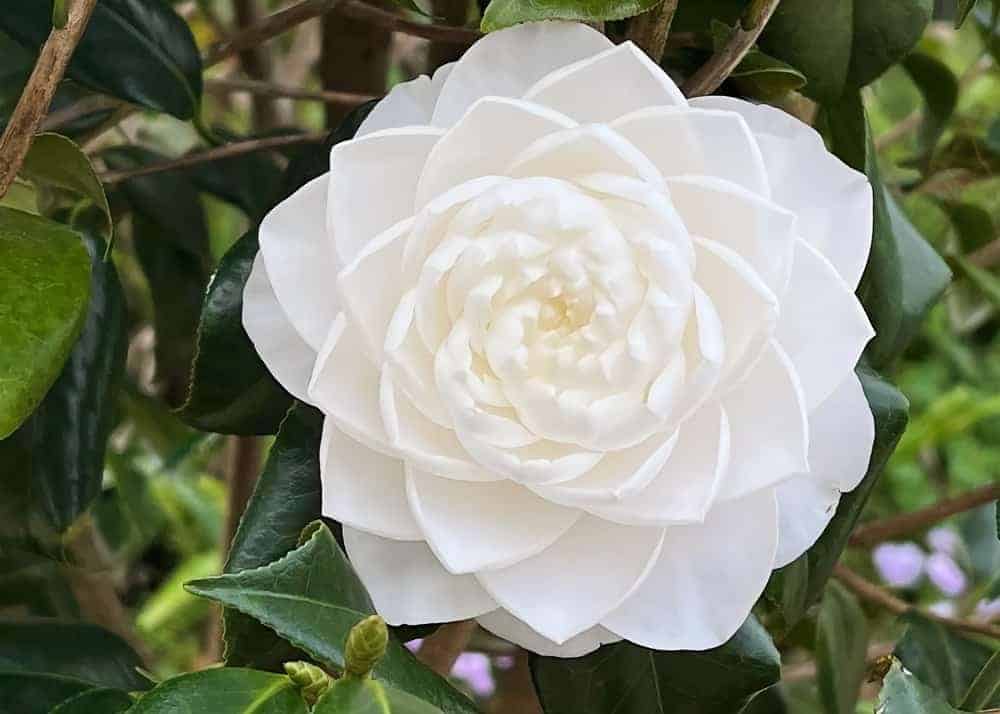 Camellia