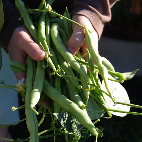 Harvesting and Storing Beans