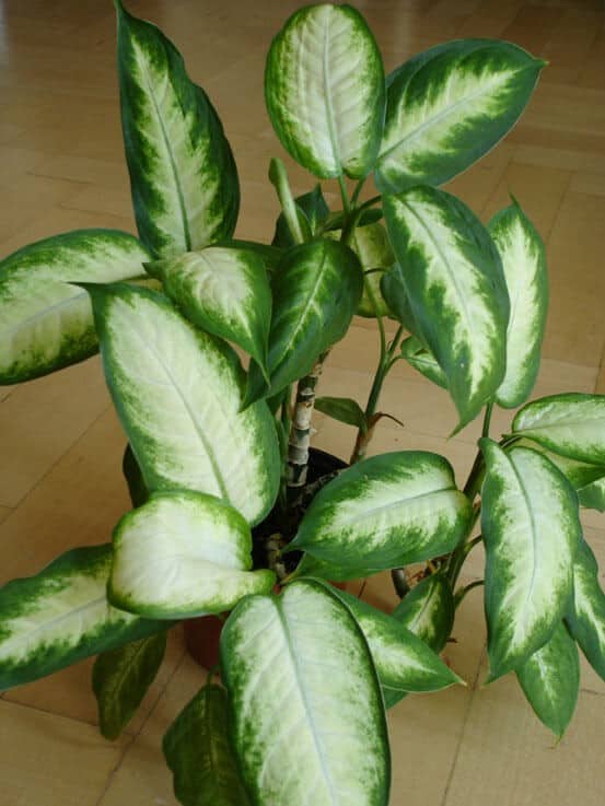 Dumb Cane