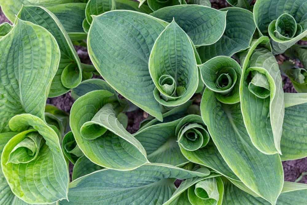 Hosta