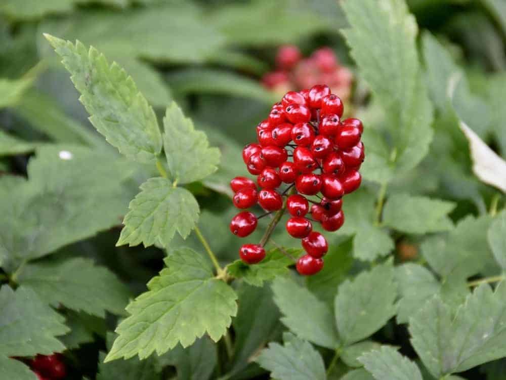 Red Baneberry