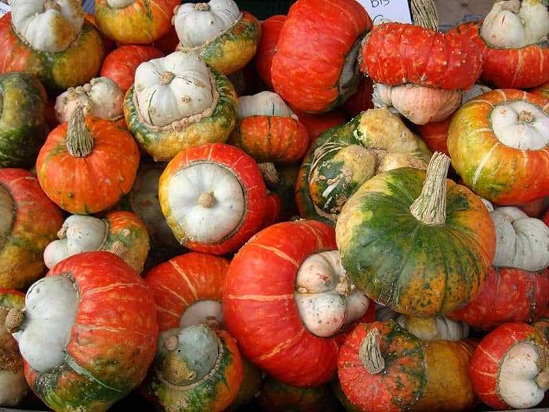 Field Pumpkin (Cucurbita Pepo)