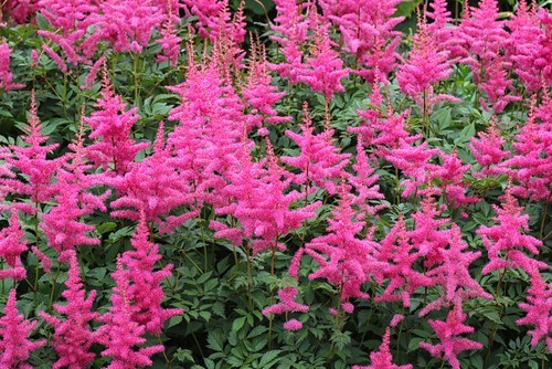 Astilbe