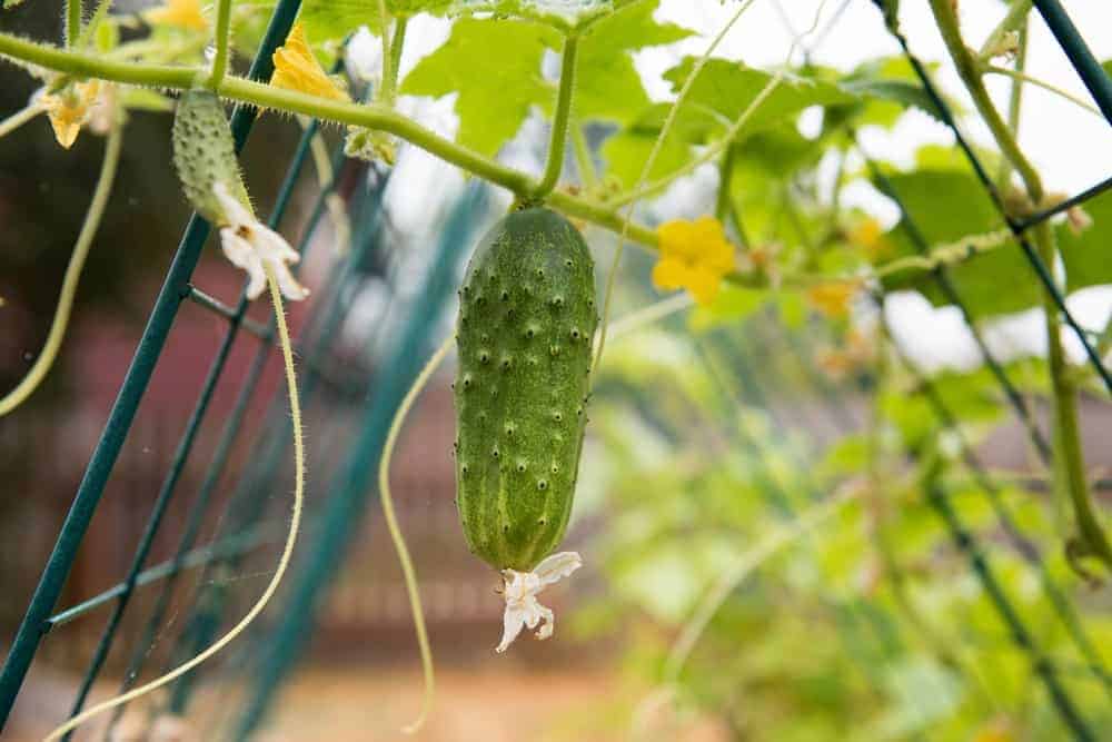 Cucumbers