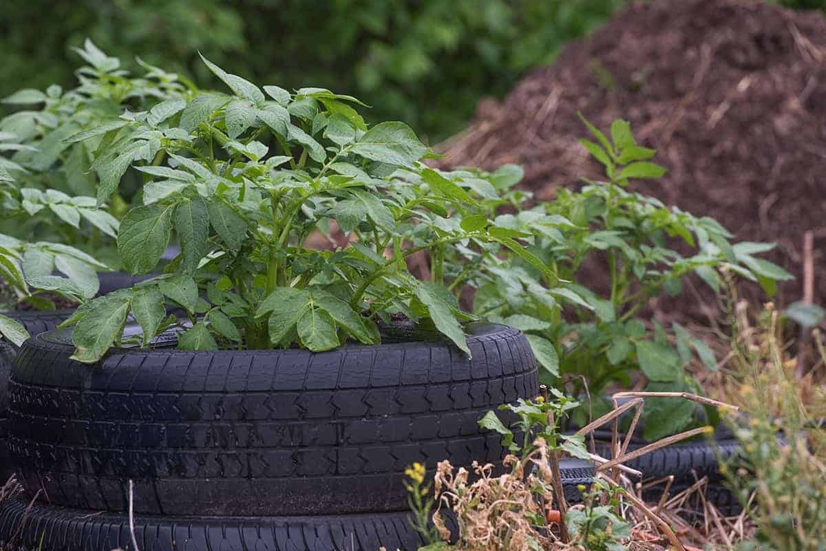 Vehicle Wheel or Tire Mini Gardens