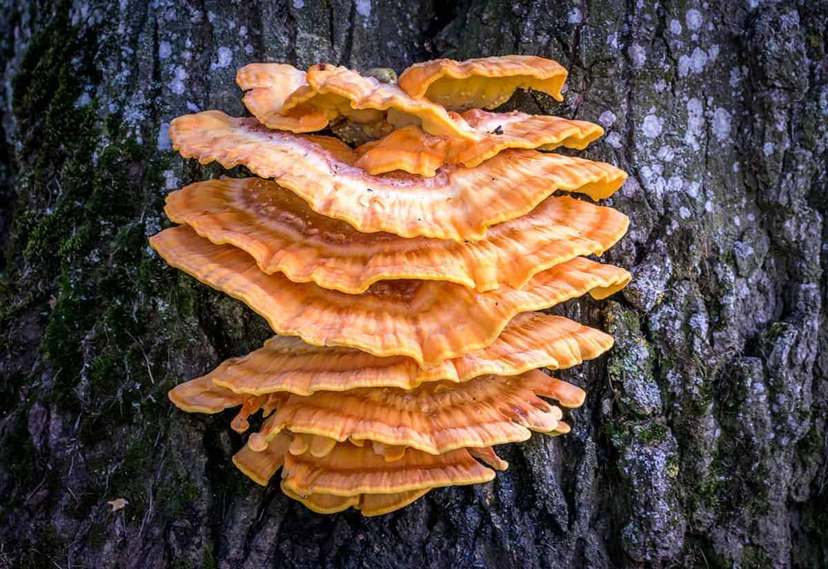 Chicken of the Woods