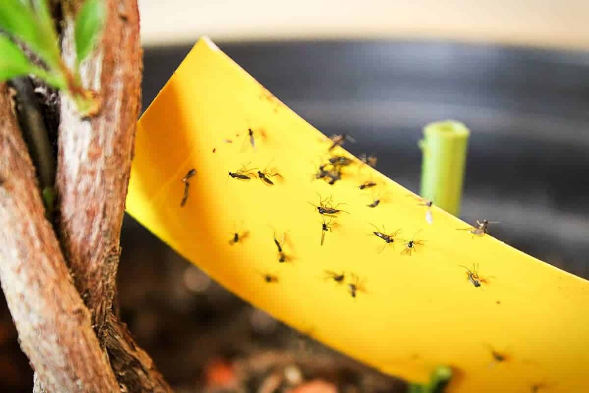 Fungus Gnats