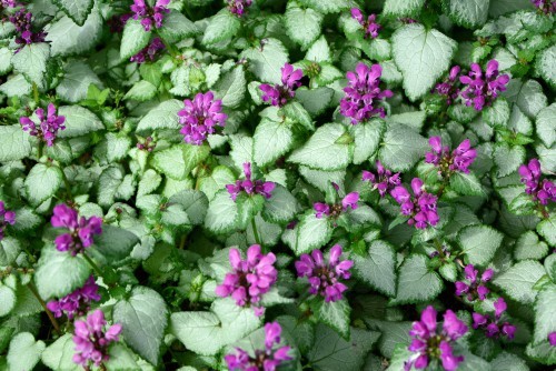 Dead Nettle