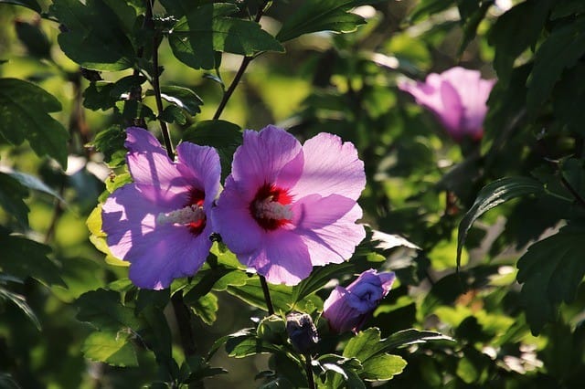 Rose of Sharon (Hibiscus syriacus)