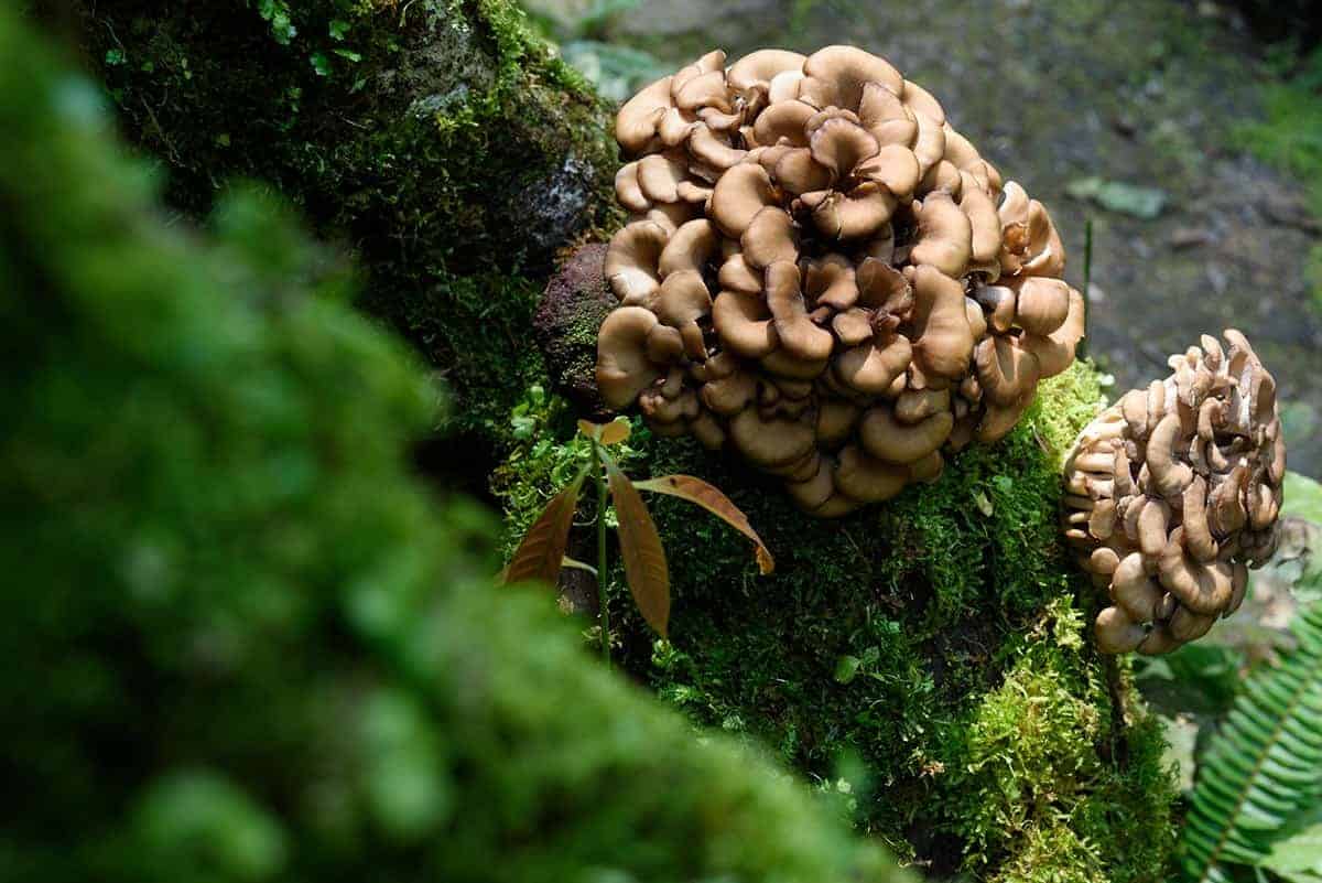 Maitake Mushrooms