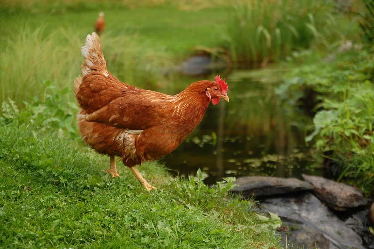 Watering Your Chickens