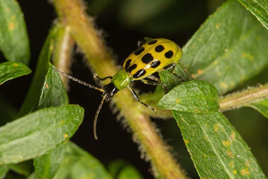 Cucumber Beetles