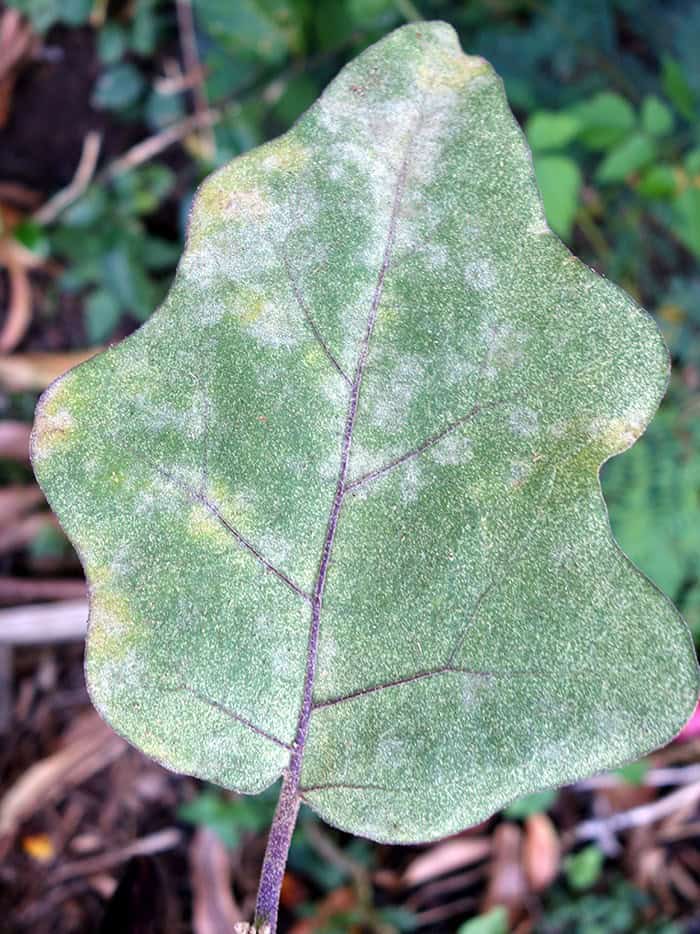 Powdery Mildew