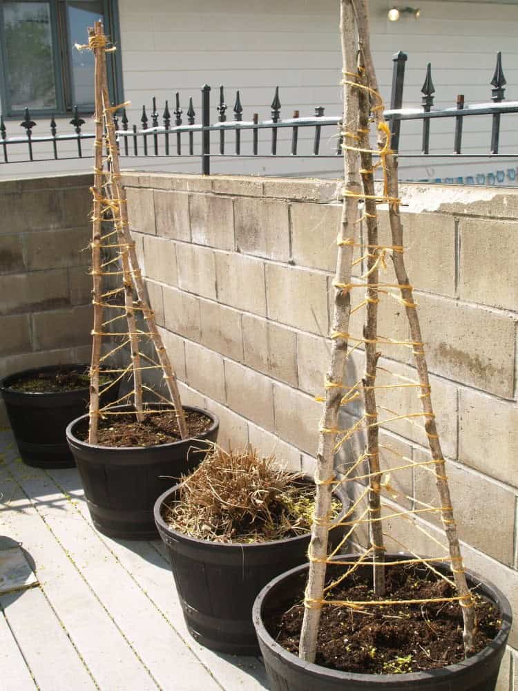 Teepee Trellis in a Pot