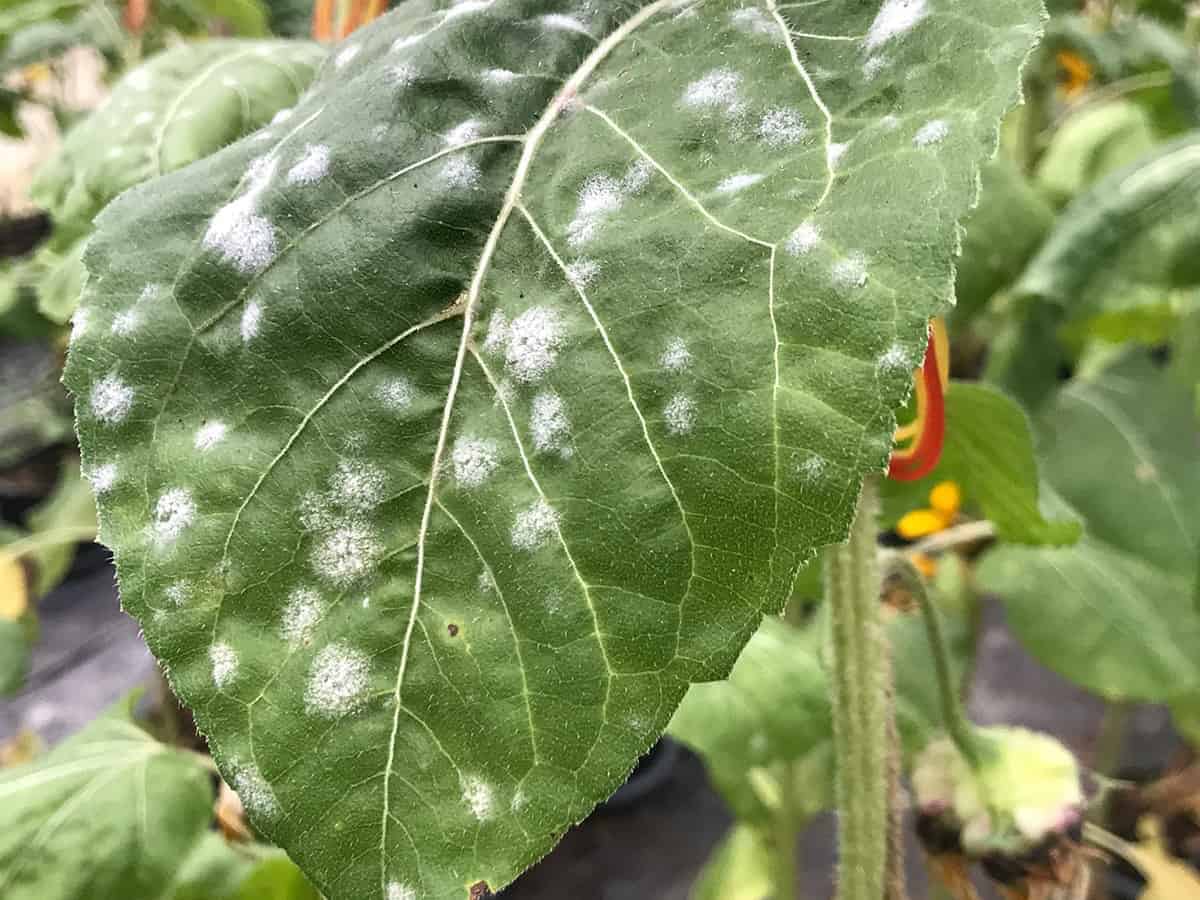 Powdery Mildew