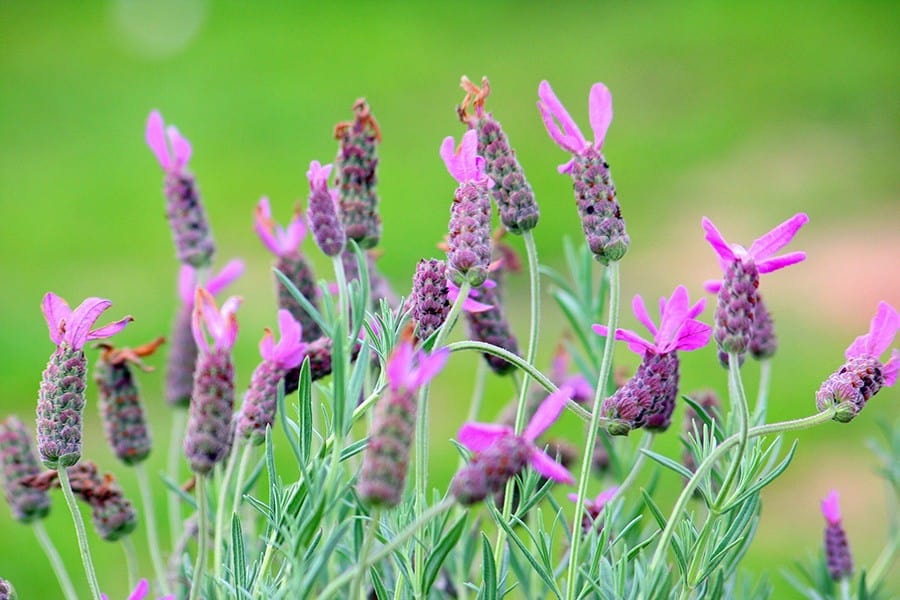 Spanish Lavender (Lavendula stoechas subsp. pedunculata)