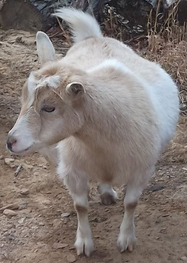 Preparing to Breed Your Goats