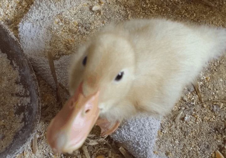 5 Facts You Need to Know About Ducklings