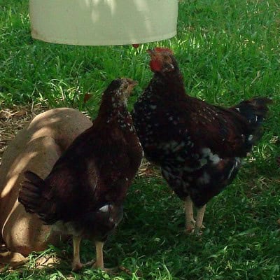 Chicken Watering System