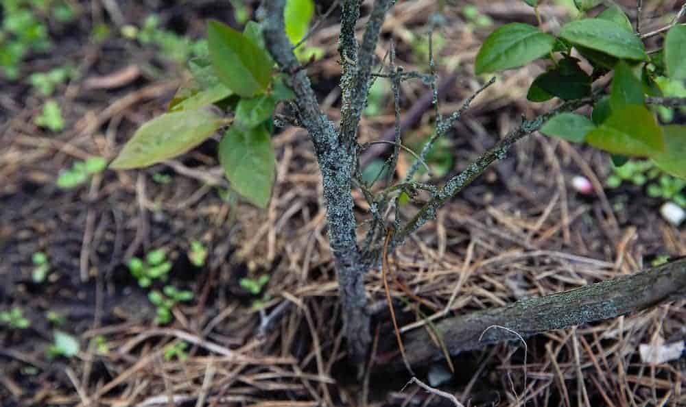 Brown Blotches On Stems and Leaves