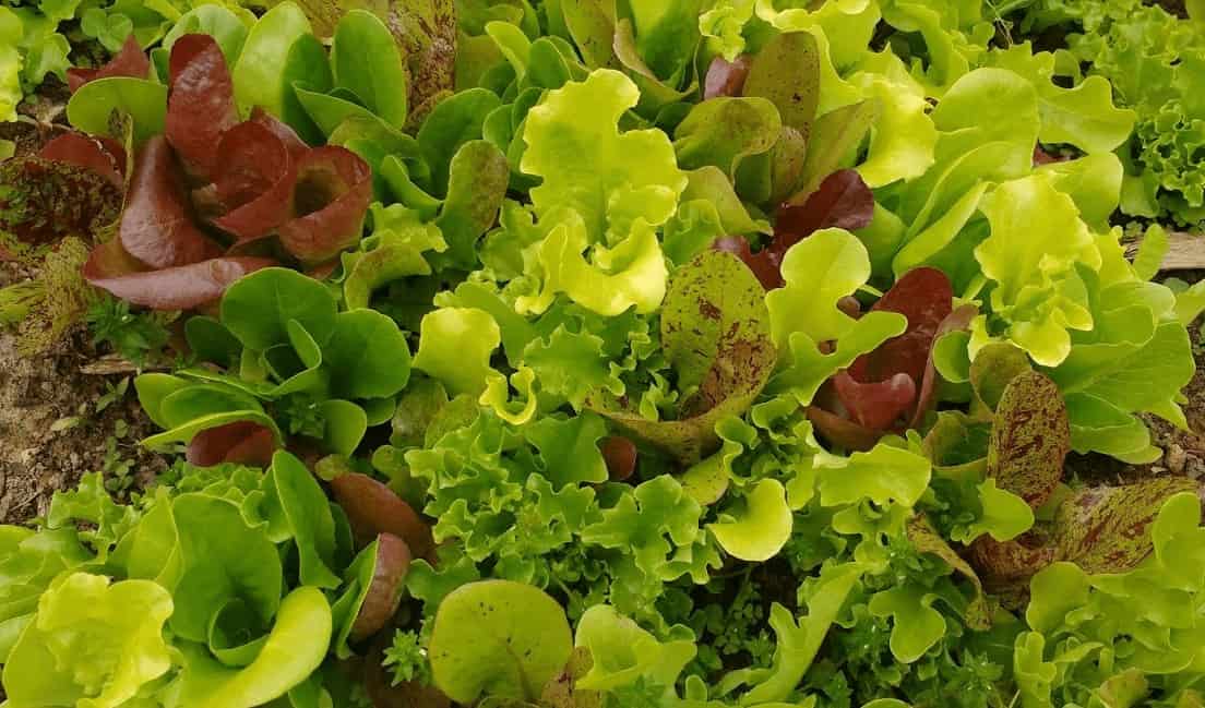 Continuous Harvesting: Lettuce