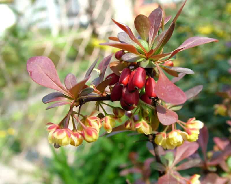 Japanese barberry