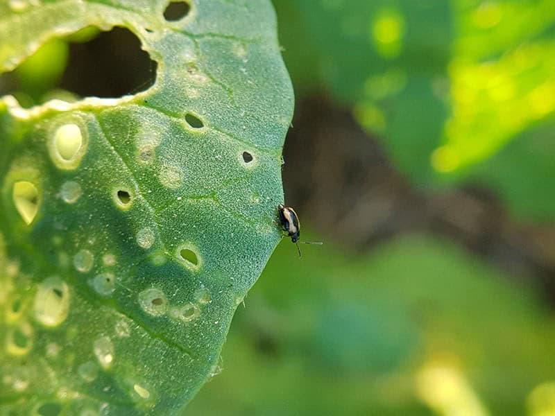 Flea Beetles