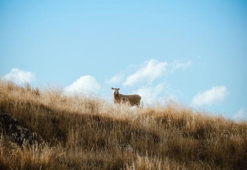 How to Cut the Costs of Feeding Sheep