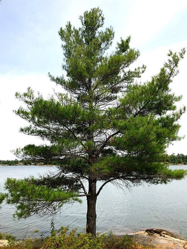 White Pine