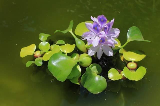 Water Hyacinth