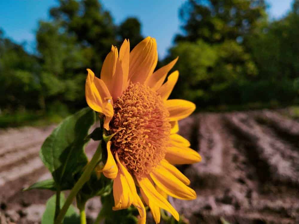 Sunflowers (Helianthus spp.)