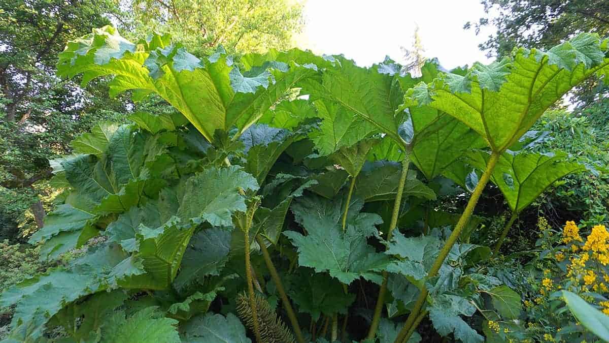 Giant Rhubarb