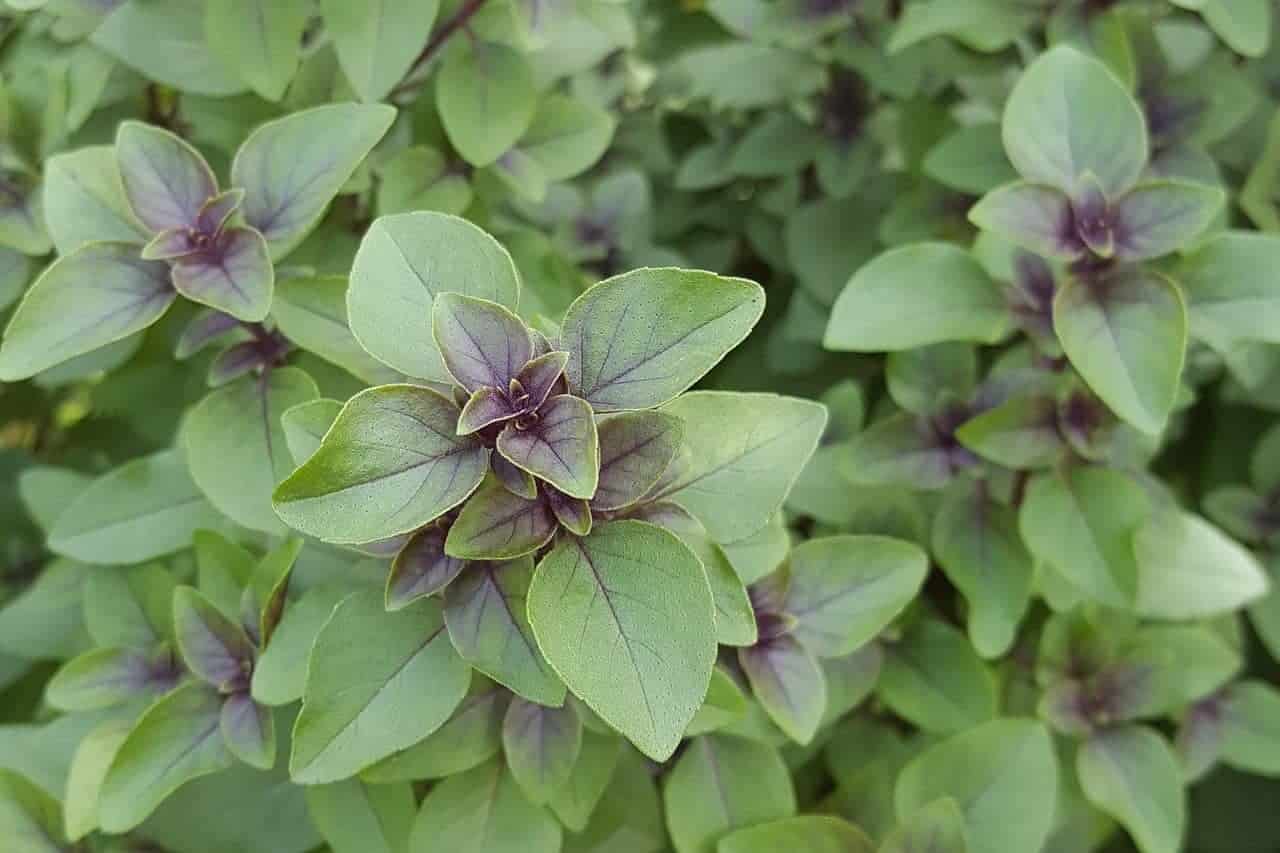 Tulsi/Holy Basil