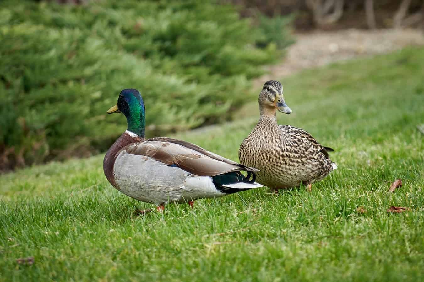 2 Additional Tips for Starting a “Duck Garden”