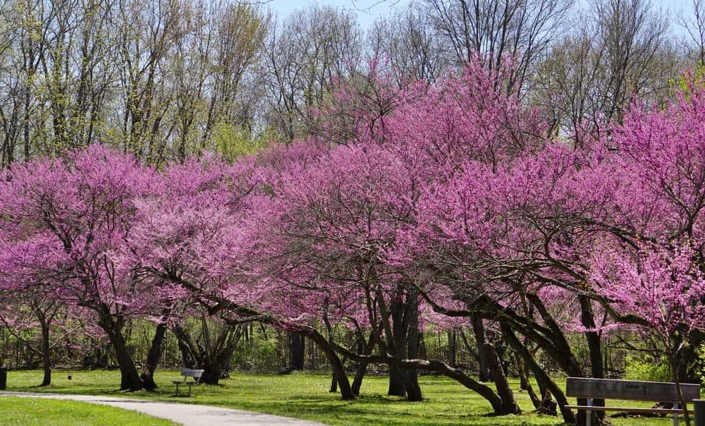 How to Care for Redbud Trees