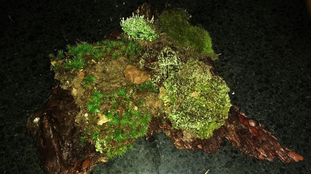 Tip 1: Understand Moss