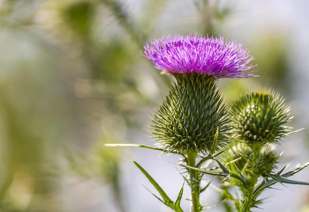 Thistle