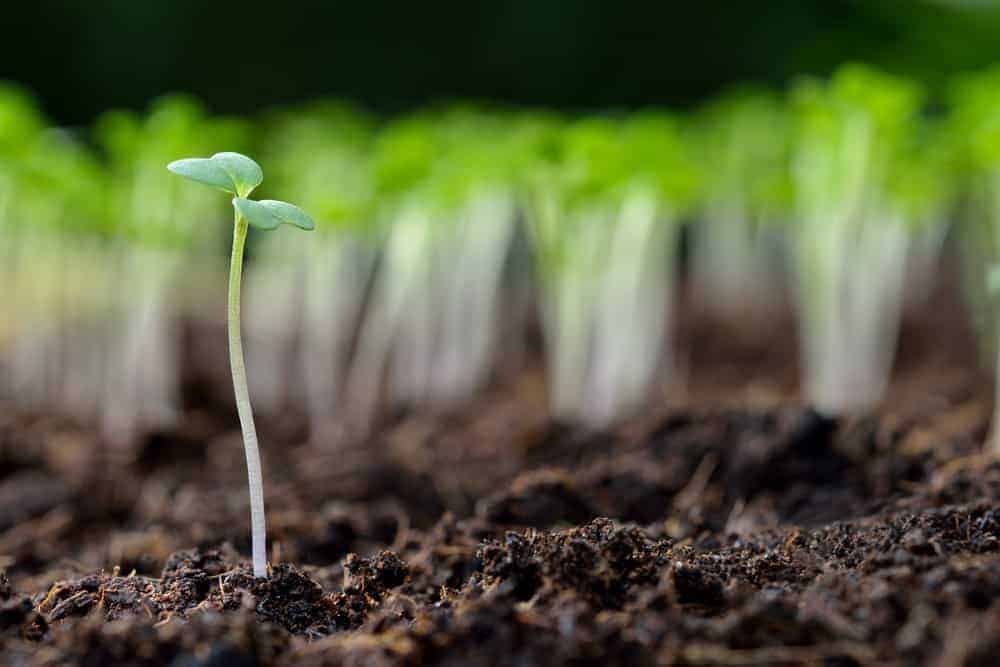 Failure of Seeds or Seedlings to Thrive