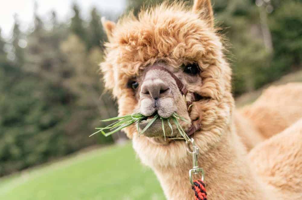 Food and Drink for Alpacas