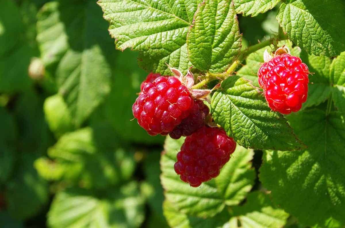 Raspberry Leaf