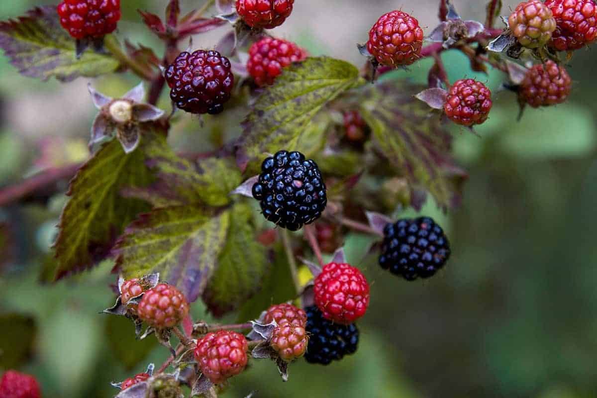 Wild Blackberries – Rubus ulmifolius