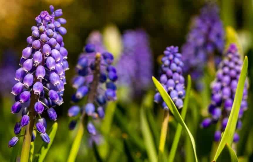 Grape Hyacinths (Muscari spp.)