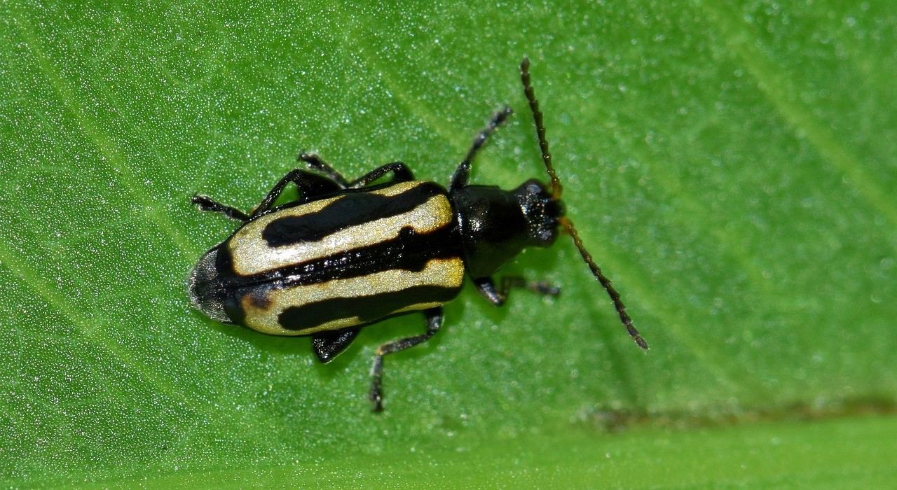 Horseradish Flea Beetle