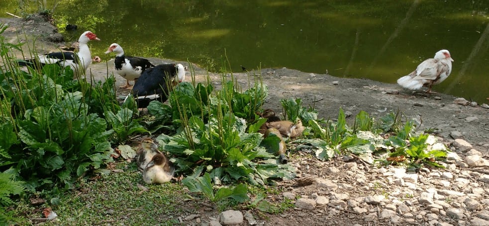 Fact 5: Ducklings Grow in Good Weather