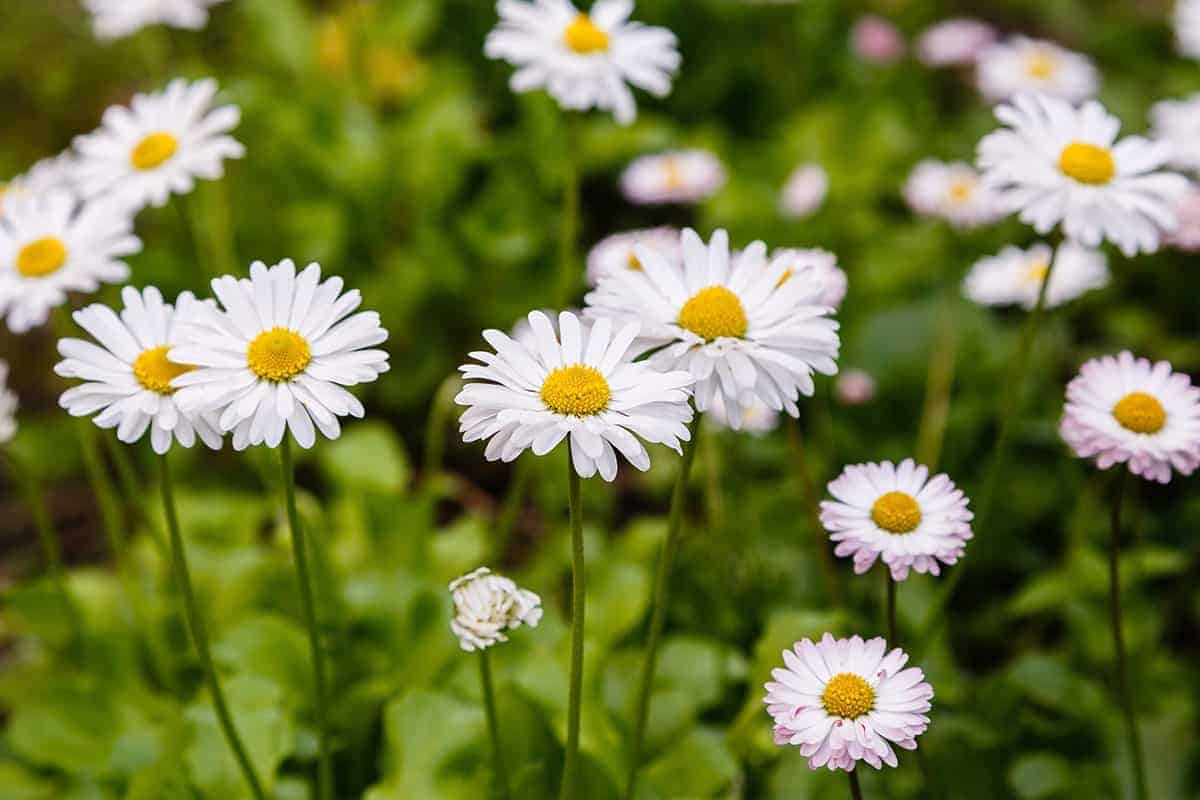 Daisies (Chrysanthemum leucanthemum)