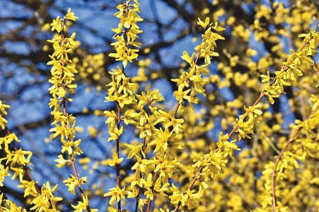 Forsythia (Forsythia)