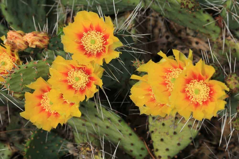 Tulip Prickly Pear