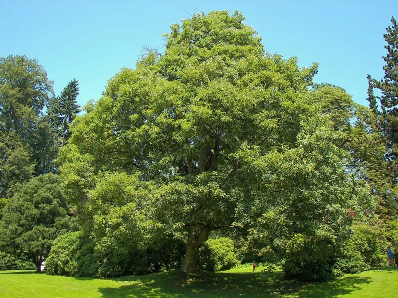 Sycamore maple