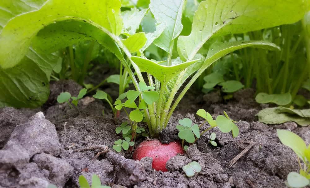 Stunted or Small Roots